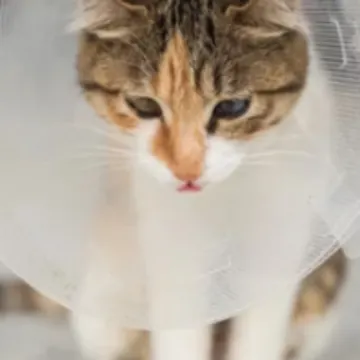 Cat Wearing a Cone